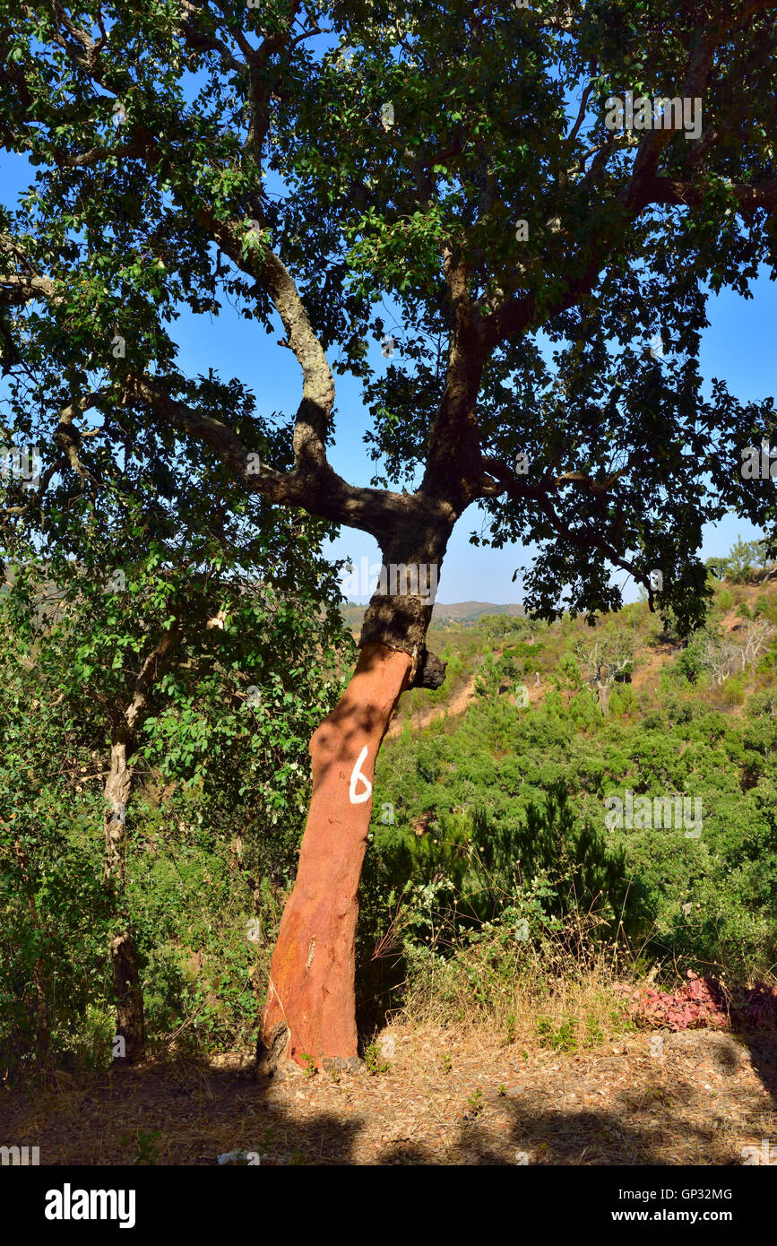 Cork oak tree (Quercus suber) growing wild in Algarve, Portugal. Tree newly harvested of cork