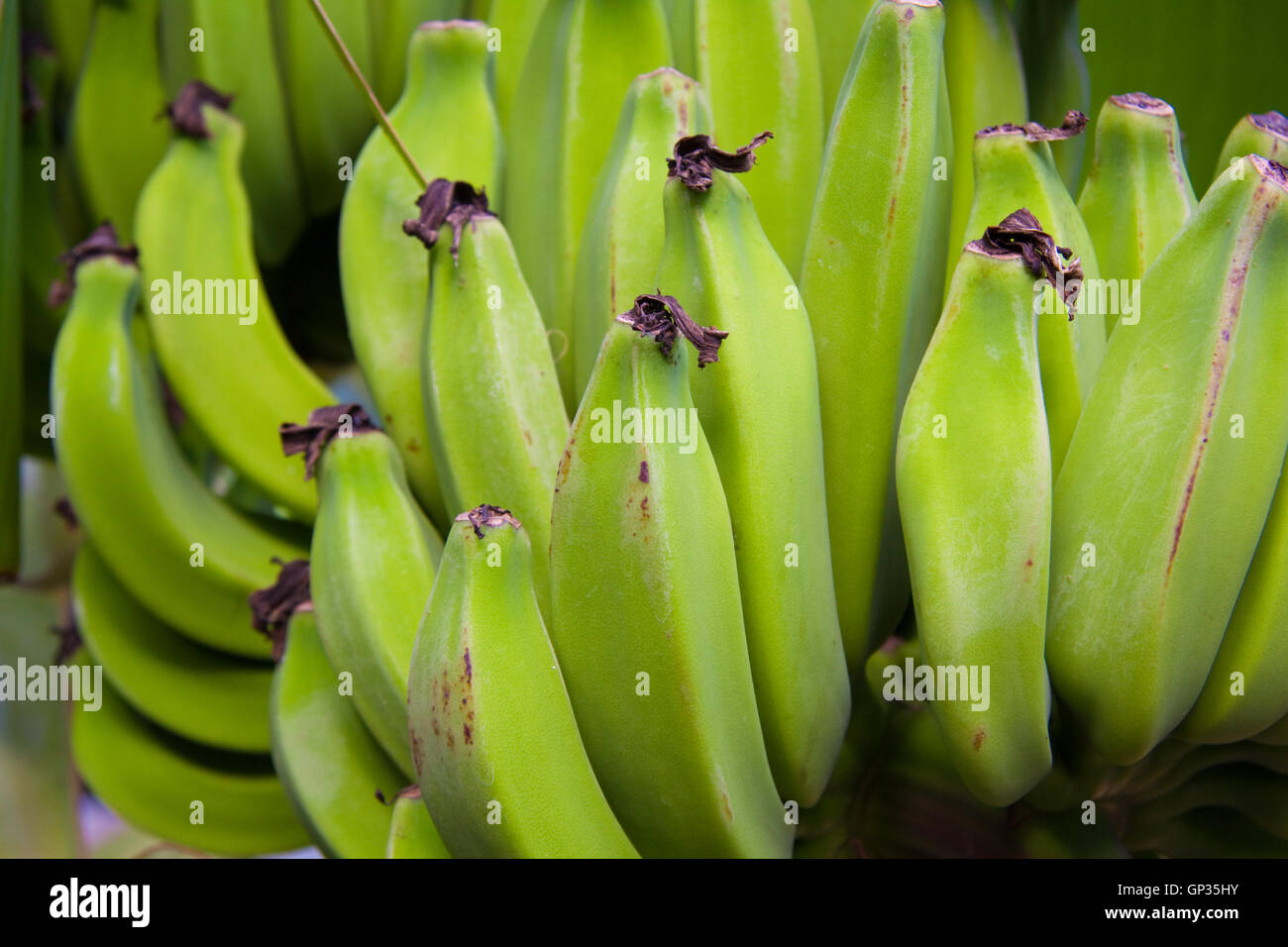 Hawaiian Bananas On Tree Stock Photo Alamy