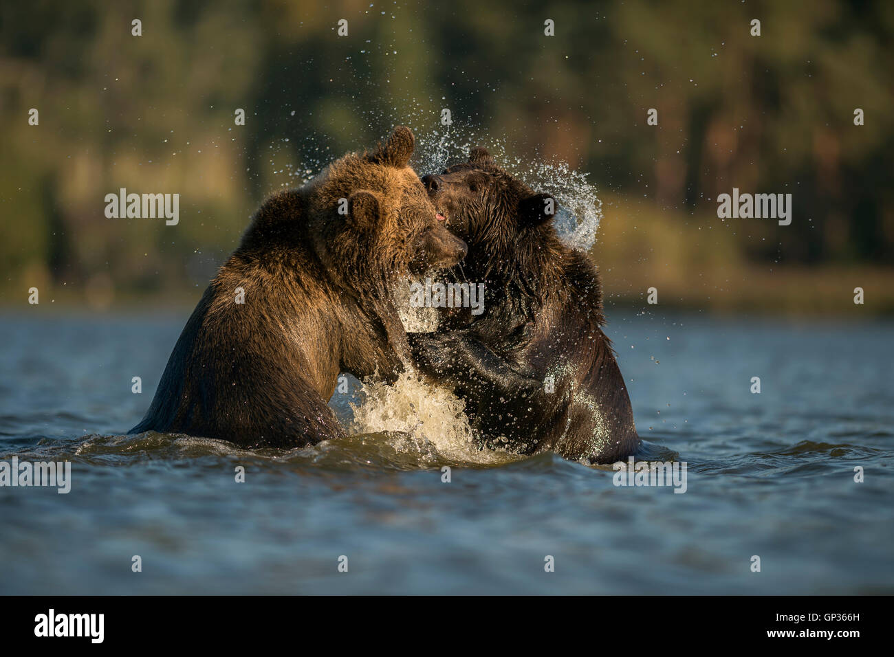 European Brown Bear / Europaeischer Braunbaer ( Ursus arctos ) in playful fight, fighting in water. Stock Photo