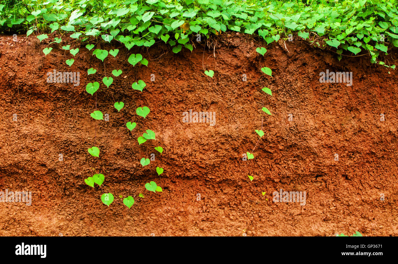 green heart leaf and underground red gravel beneath Stock Photo Alamy