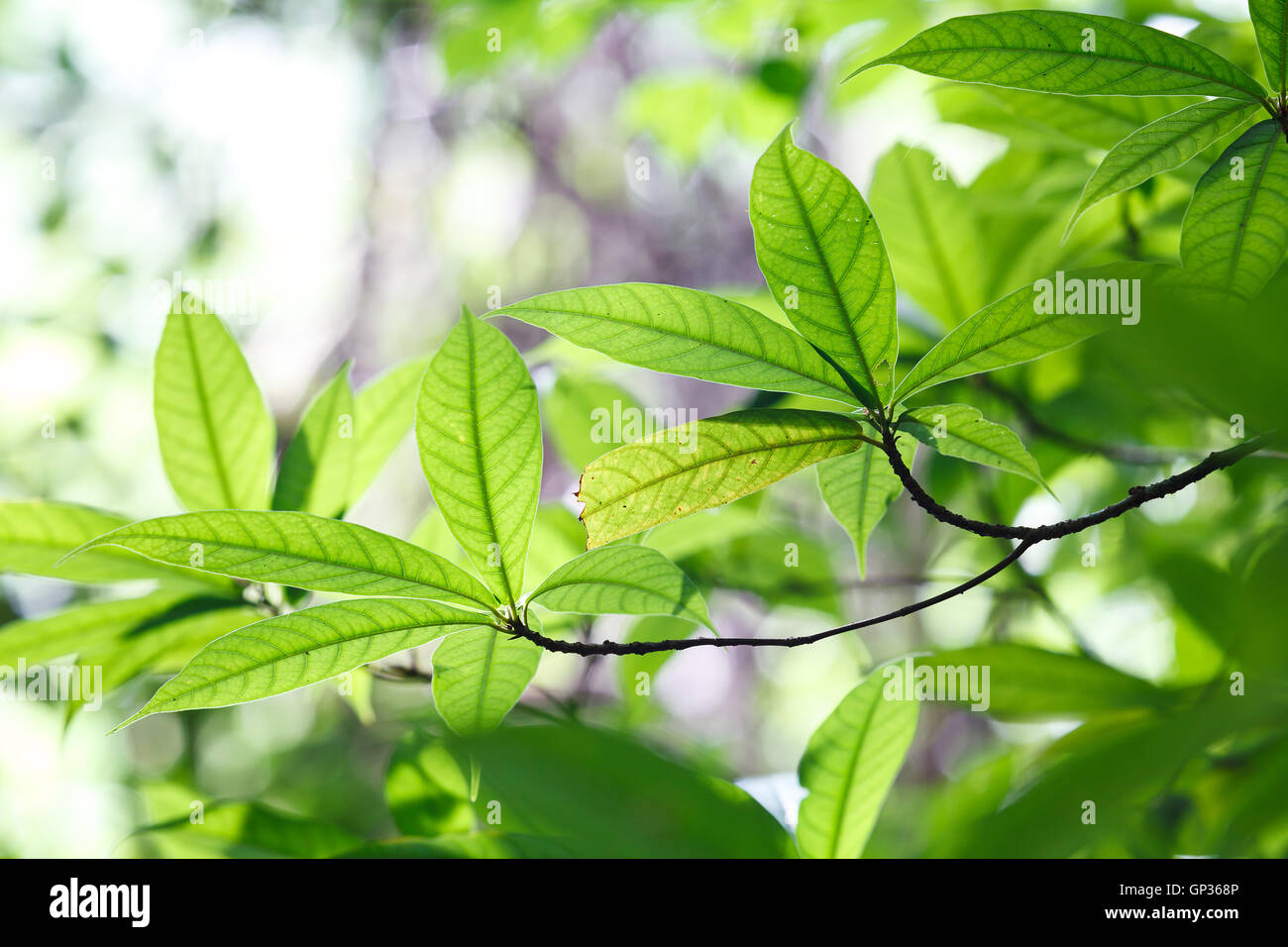 New bright green hi-res stock photography and images - Alamy