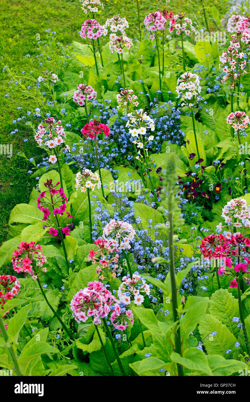 Mixed flower garden display Sitka Alaska Inside Passage Southeast Alaska USA Stock Photo