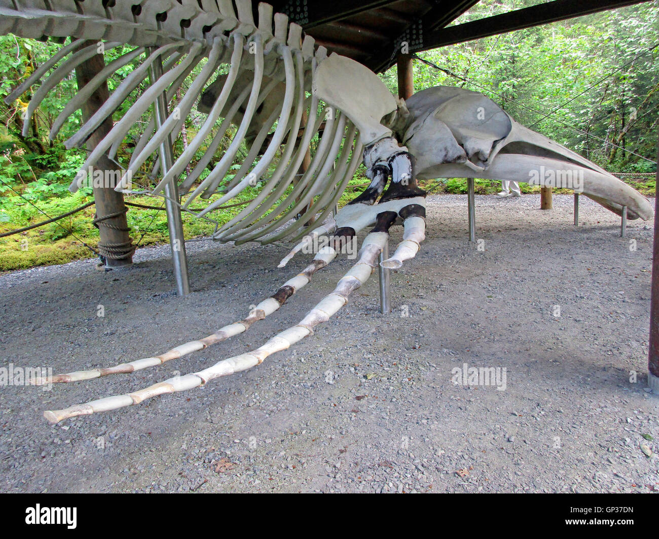 Humpback whale skeleton display Bartlet Cove Icey Strait Glacier Bay Alaska Inside Passage Southeast Alaska USA Stock Photo