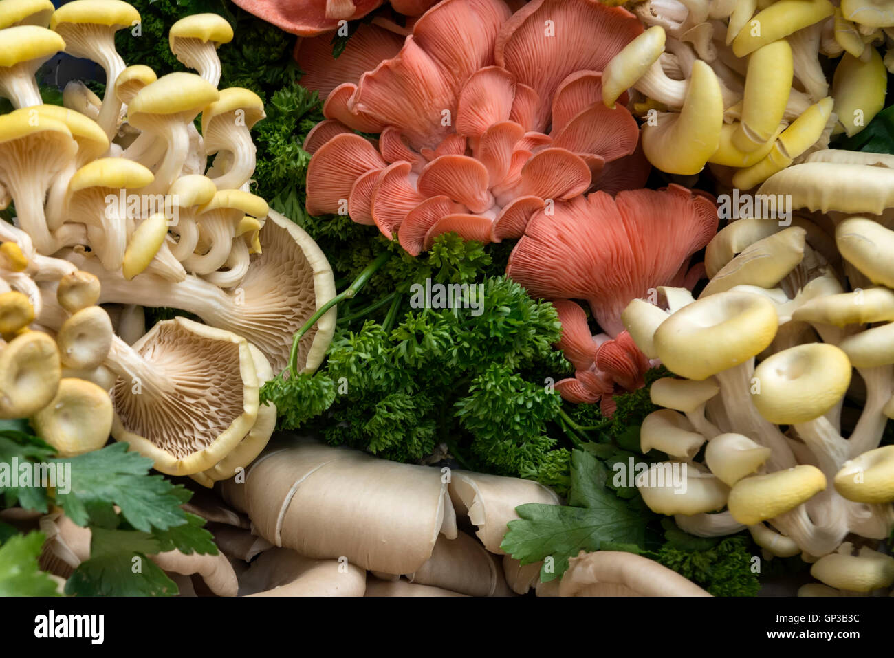 Selection of fresh mushrooms Stock Photo Alamy