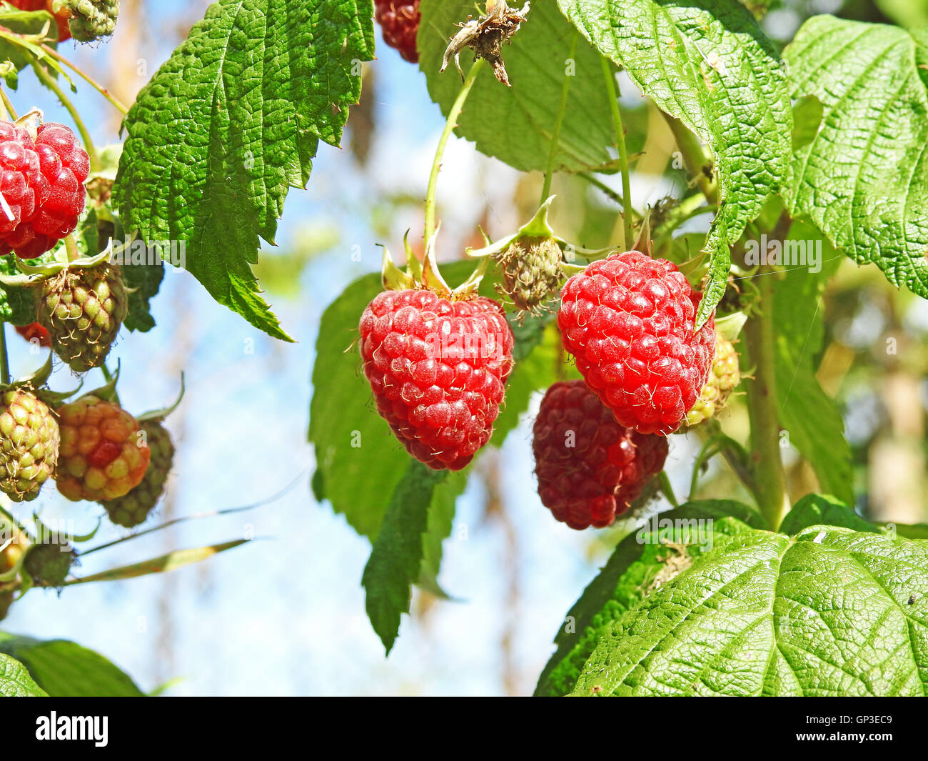 Some red dry raspberry Stock Photo - Alamy