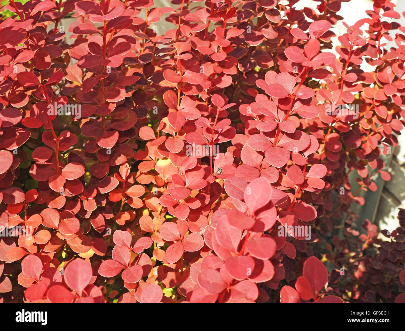 The red barberry bushes Stock Photo