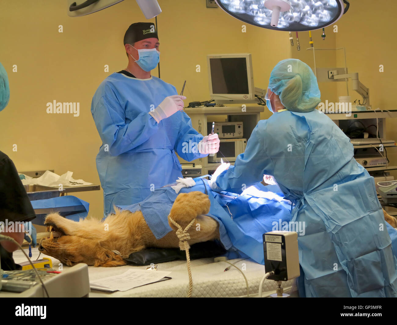 Tampa, Florida. May 3rd 2015. The vets at Busch Gardens Tampa suturing