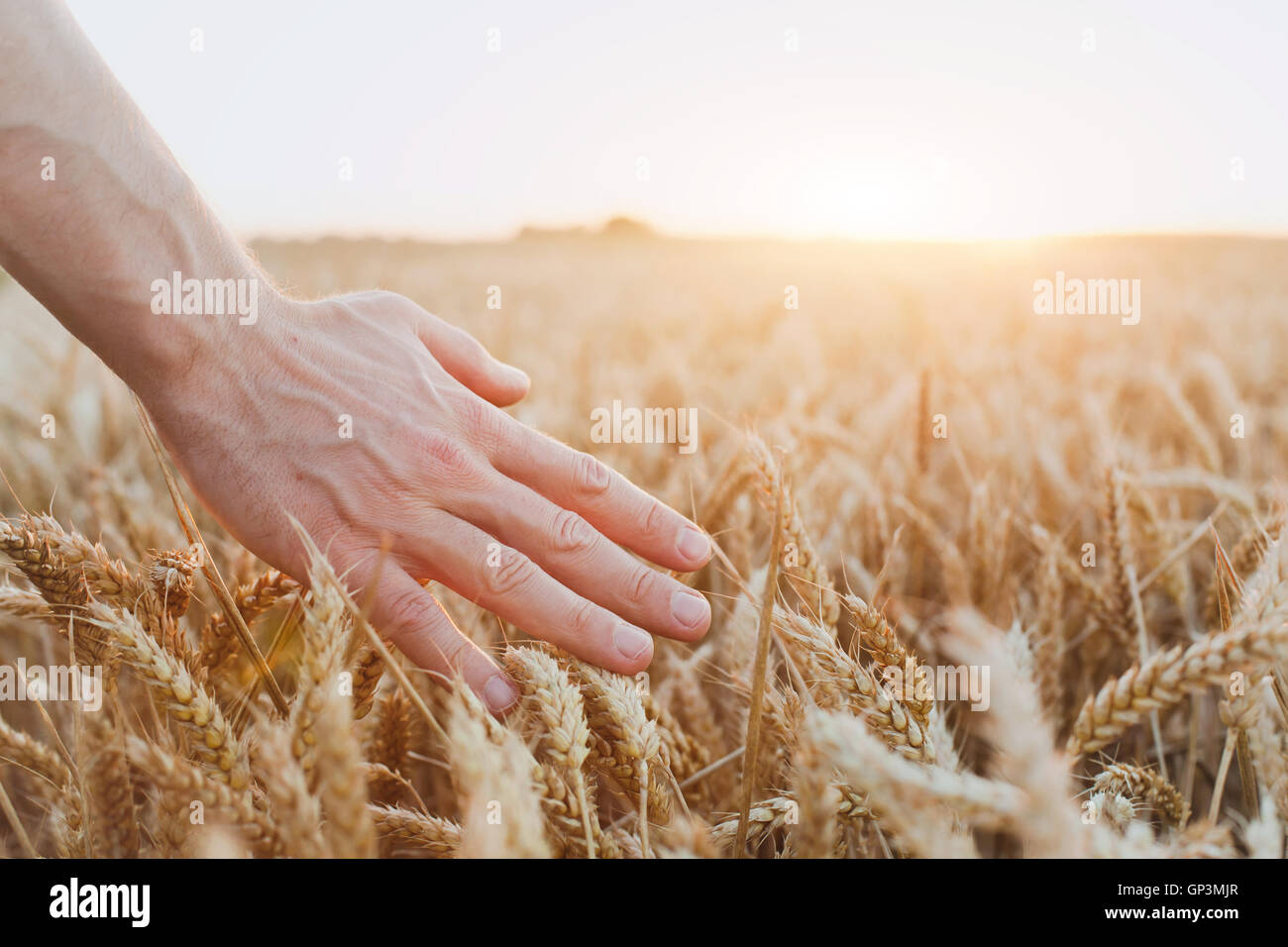 crop of wheat, close up of hand, healthy life and wellness background Stock Photo