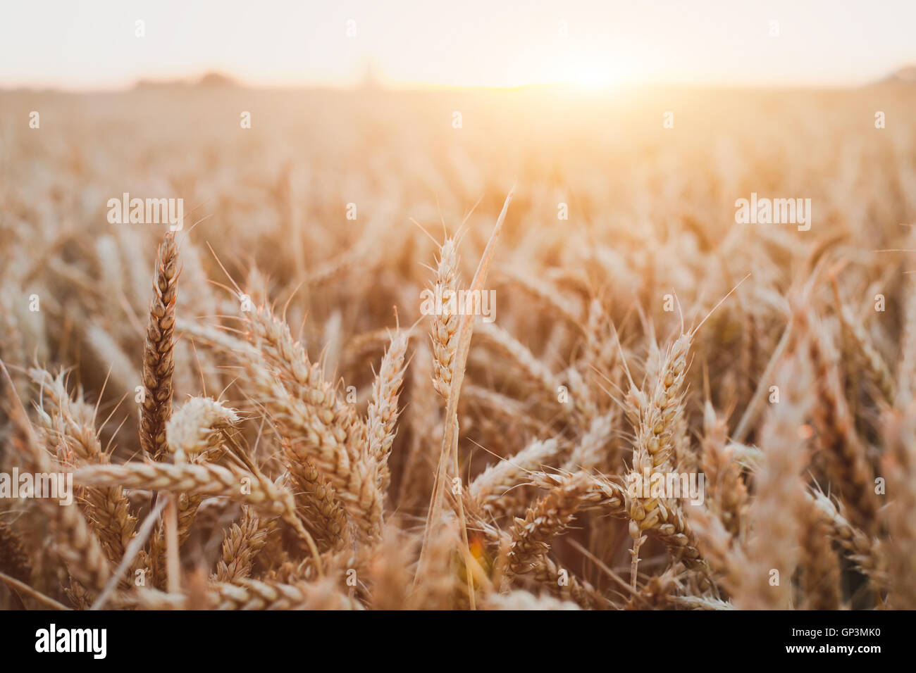 wheat crop field beautiful background with golden sunset light, harvesting cereals Stock Photo