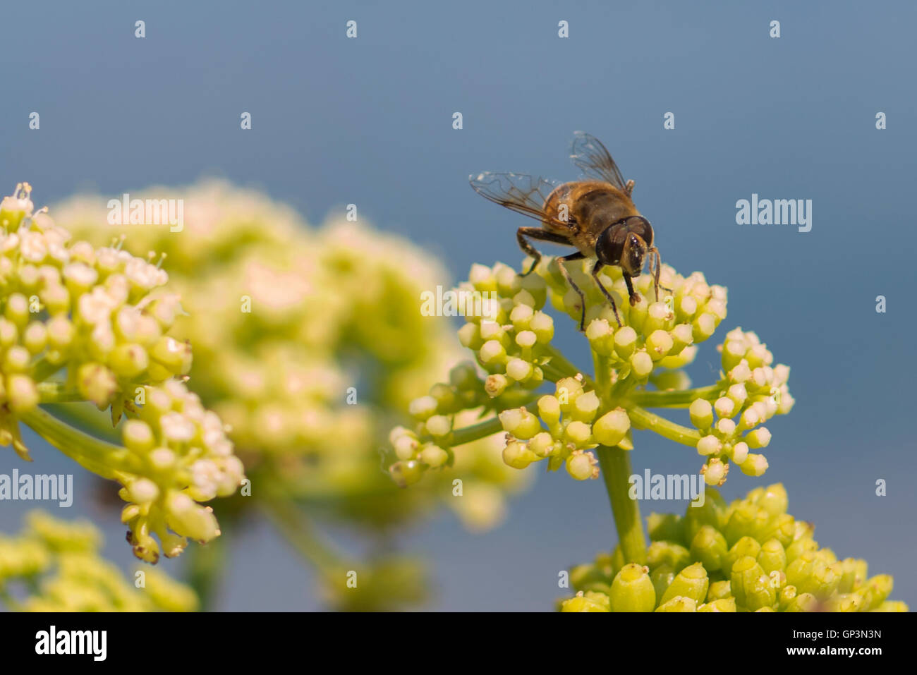 Honey Bee Pollinating Flower in Island Krk, Croatia Stock Photo