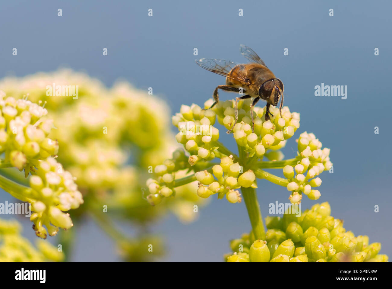 Honey Bee Pollinating Flower in Island Krk, Croatia Stock Photo