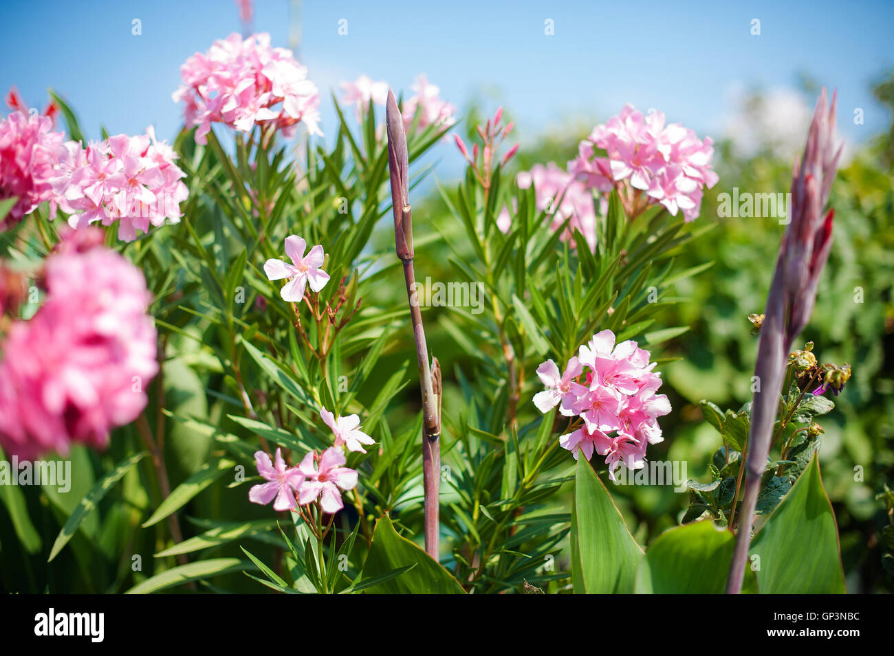 Oleander bush with pink flowers against the blue sky Stock Photo Alamy