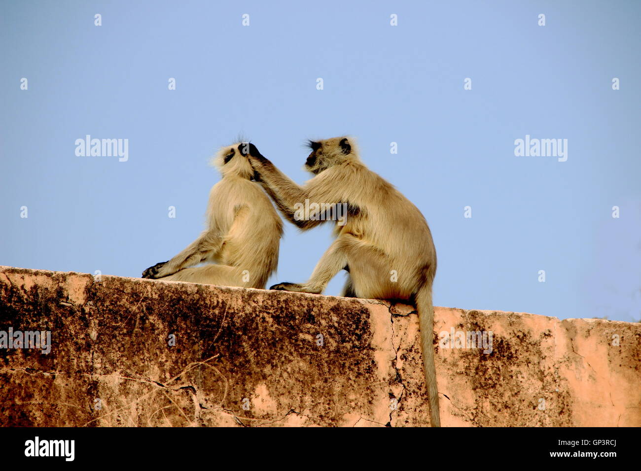 Monkey involved in the act of picking lice from body of his companion Stock Photo