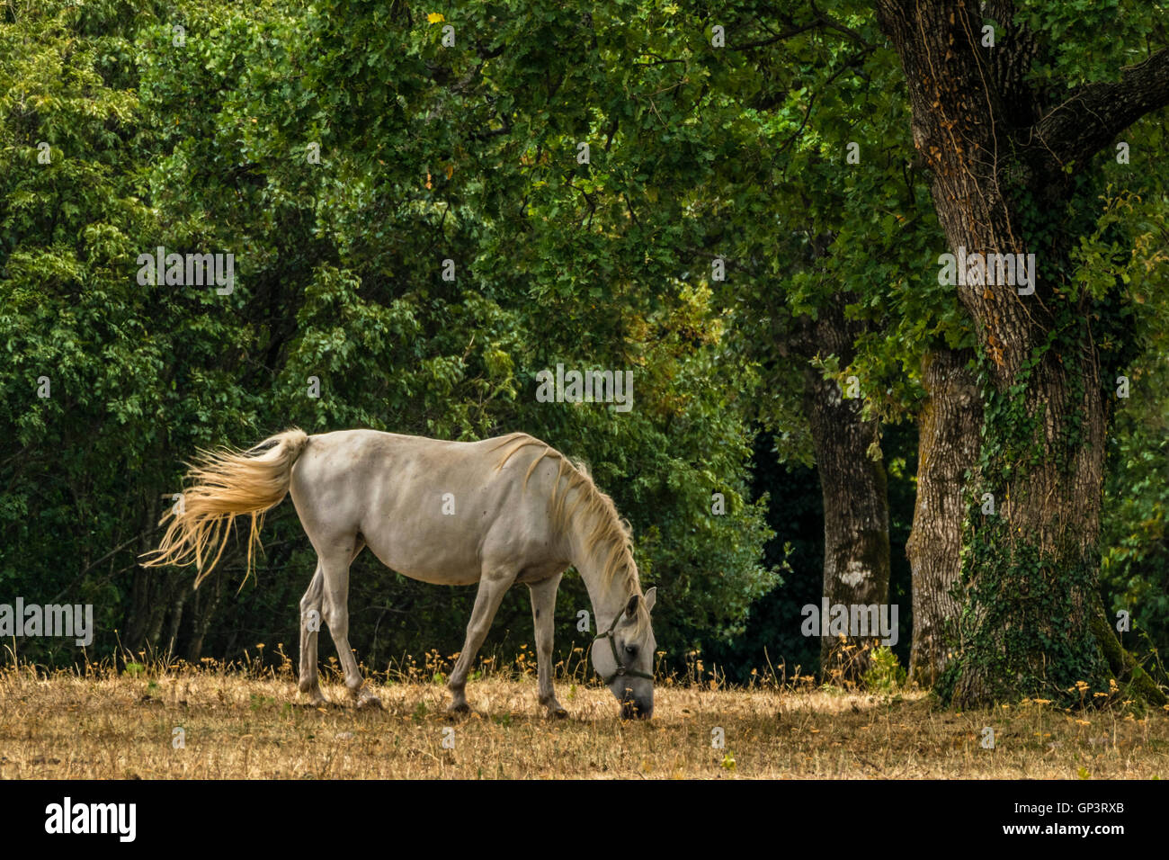 Lipizzaner horse on pasture Stock Photo
