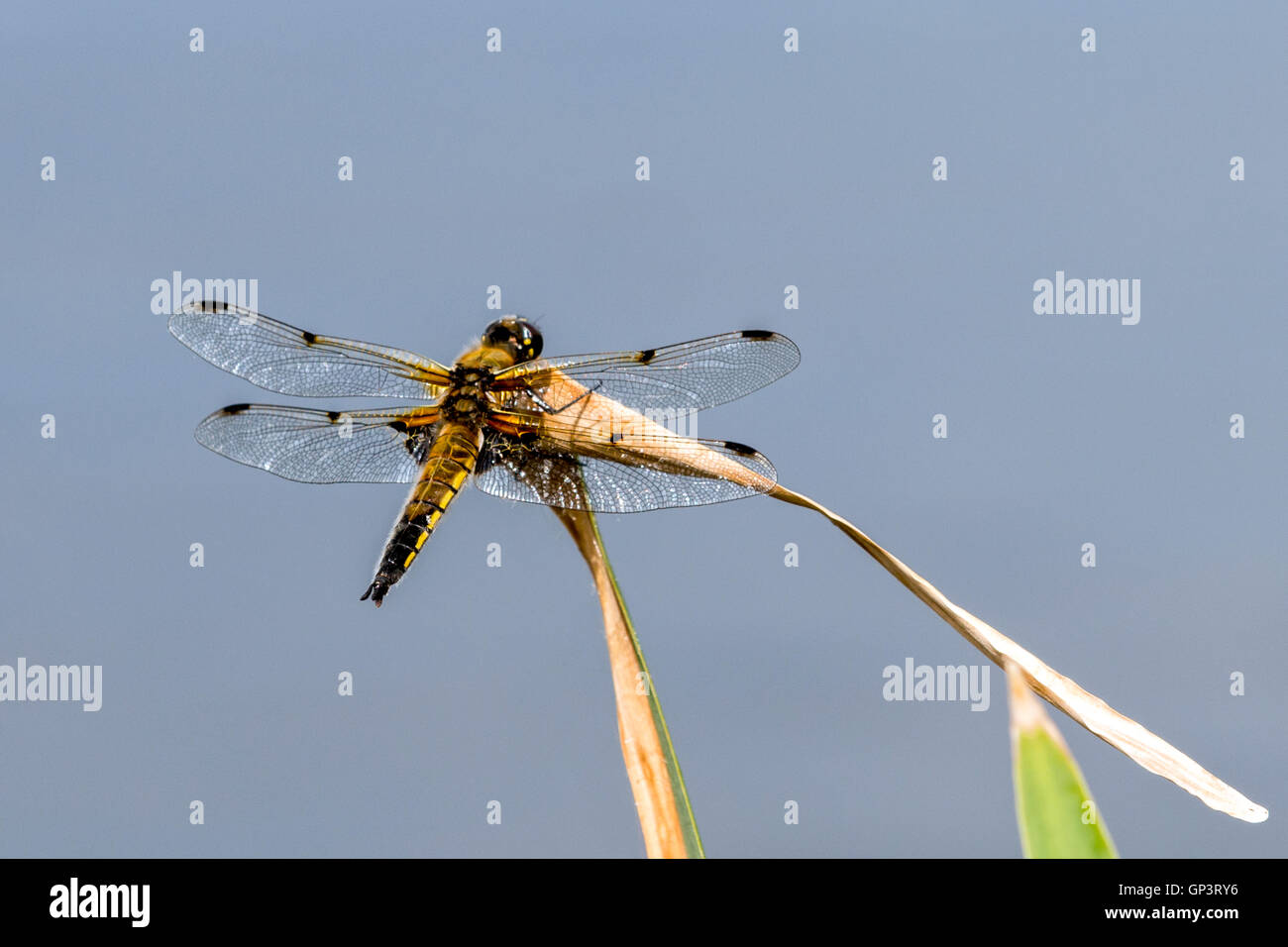 A dragonfly settled on a leaf near a lake on a golf course Stock Photo
