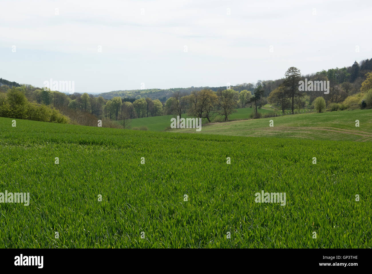 Development of a winter wheat crop from seedling to harvest, spring. Berkshire, May Stock Photo