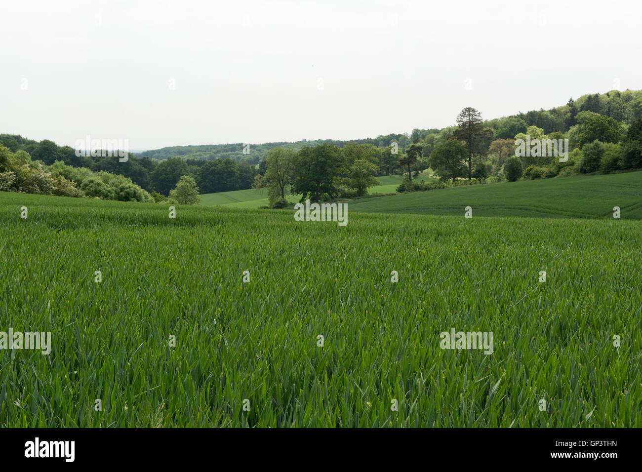 Development of a winter wheat crop from seedling to harvest, early summer. Berkshire, June Stock Photo