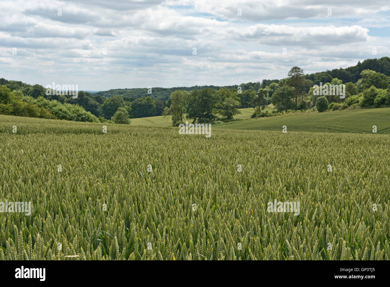 Development of a winter wheat crop from seedling to harvest, summer. Berkshire, July Stock Photo