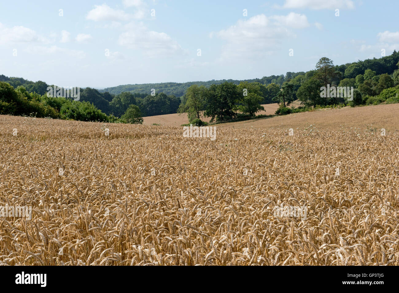 Development of a winter wheat crop from seedling to harvest, summer golden ear. Berkshire, August Stock Photo