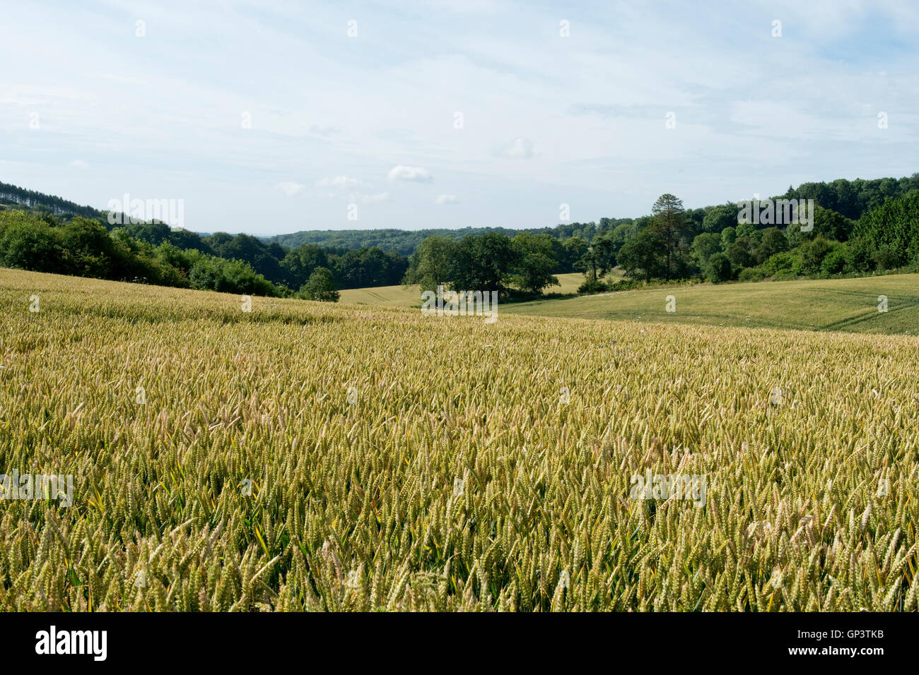Development of a winter wheat crop from seedling to harvest, summer. Berkshire, July Stock Photo