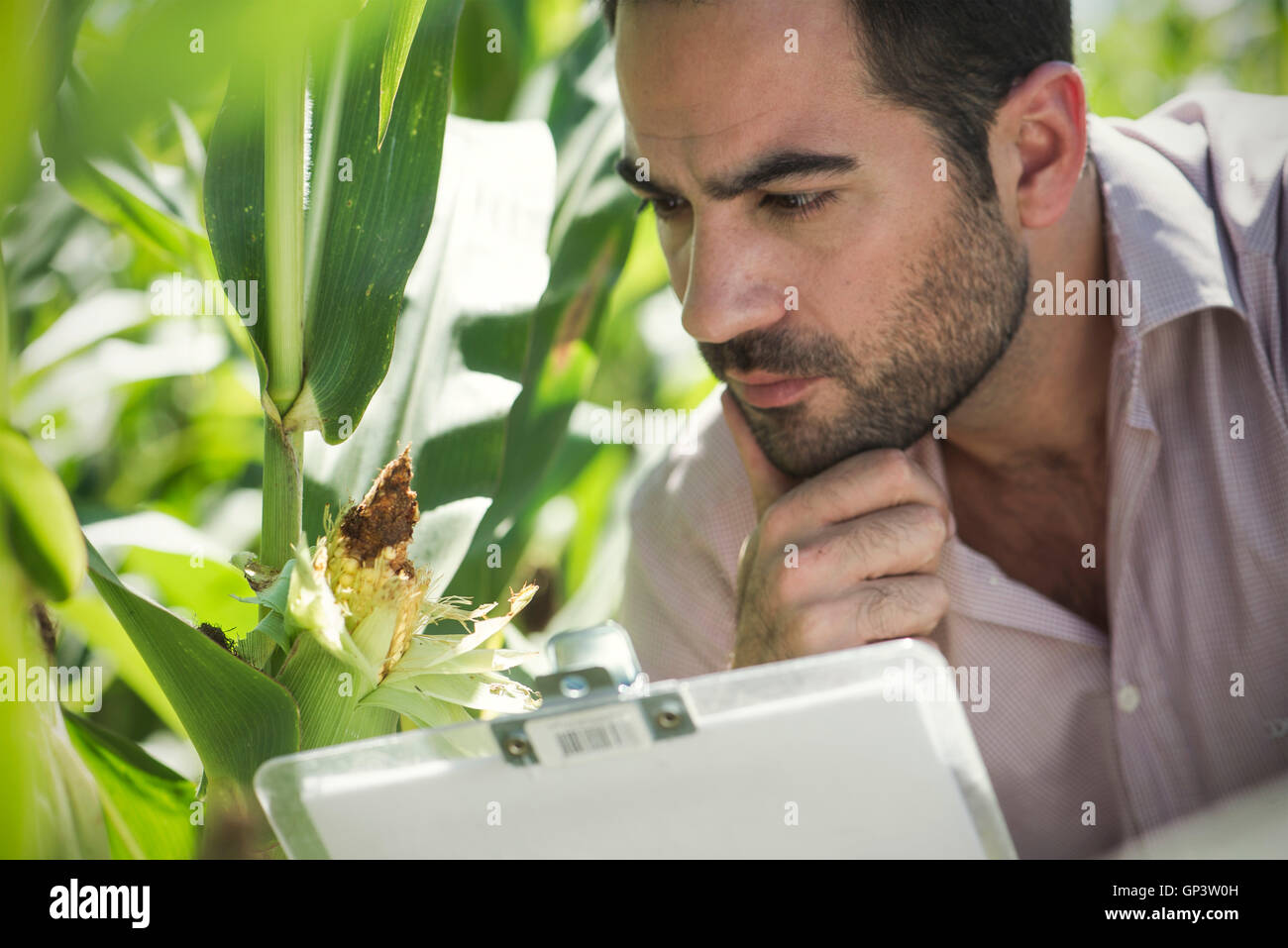 Inspector inspecting maize crop in field Stock Photo - Alamy