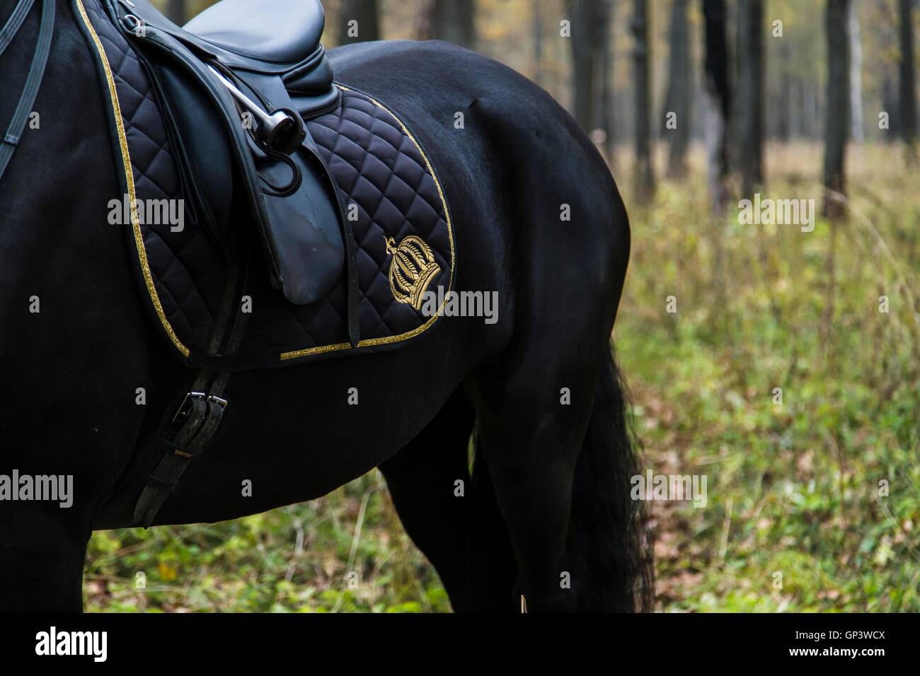Saddle on a back of horse Stock Photo Alamy