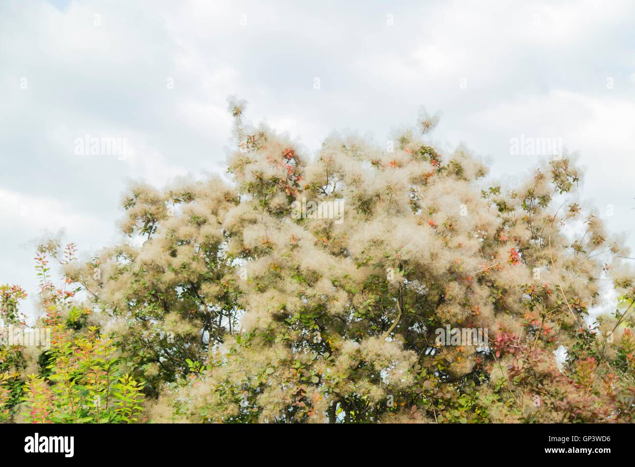 Smoketree bloom, Cotinus coggygria Stock Photo - Alamy