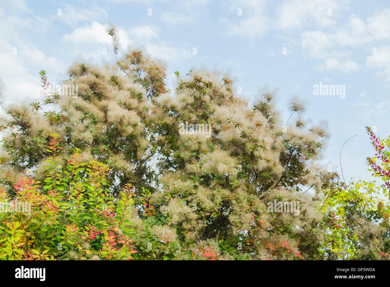 Smoketree bloom, Cotinus coggygria Stock Photo - Alamy