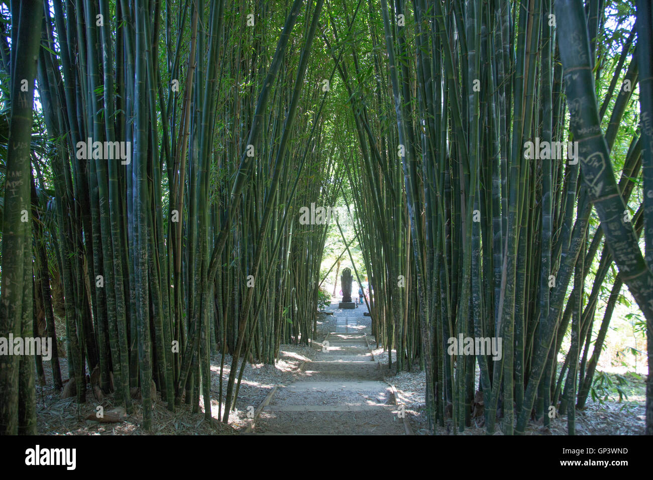 Bamboo avenue walk at Crystal castle and Shambhala gardens, Mullumbimby,new south wales,australia Stock Photo