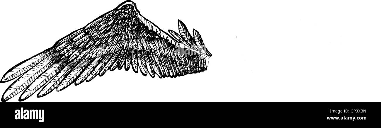 Collection of wings for your design Stock Vector Image & Art - Alamy