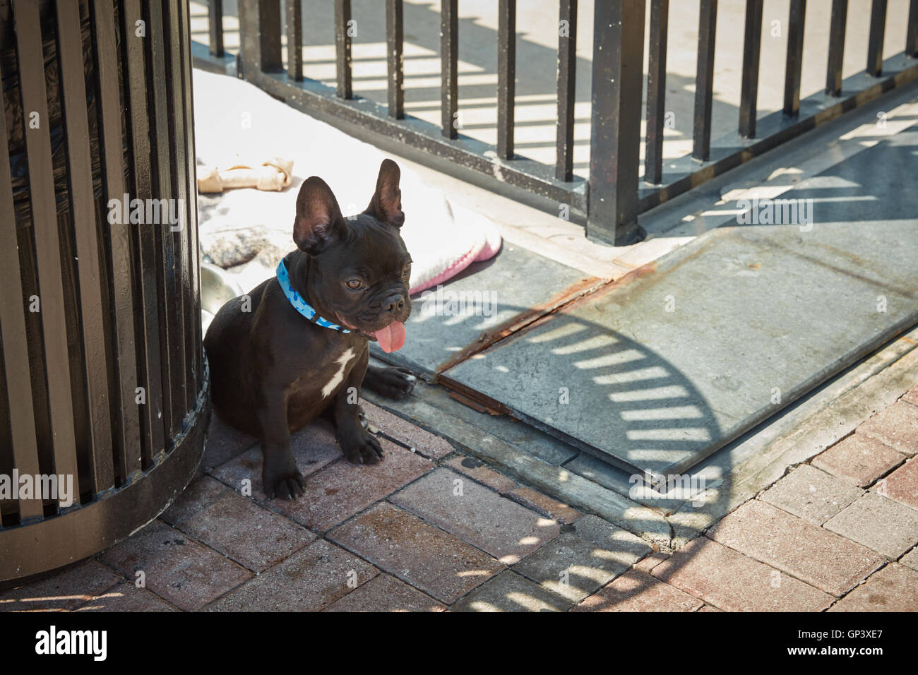 French Bulldog resting in the shade from a garbage can in Key West