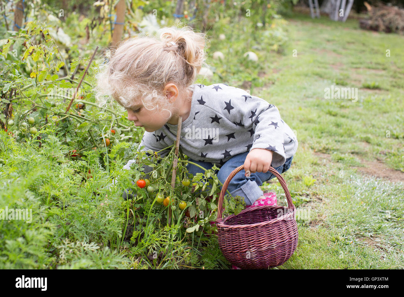 Little girl picking cherry tomatoes from vegetable garden Stock Photo