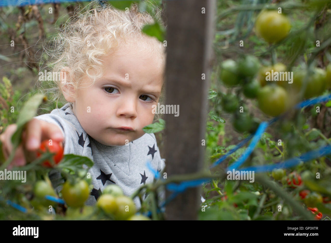Little girl picking cherry tomatoes from vegetable garden Stock Photo