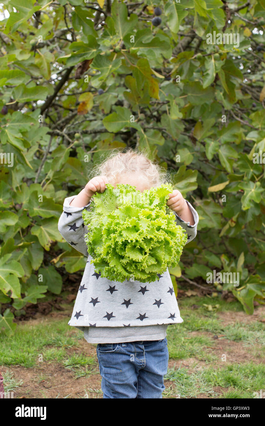 Girl holding head of lettuce Stock Photo Alamy