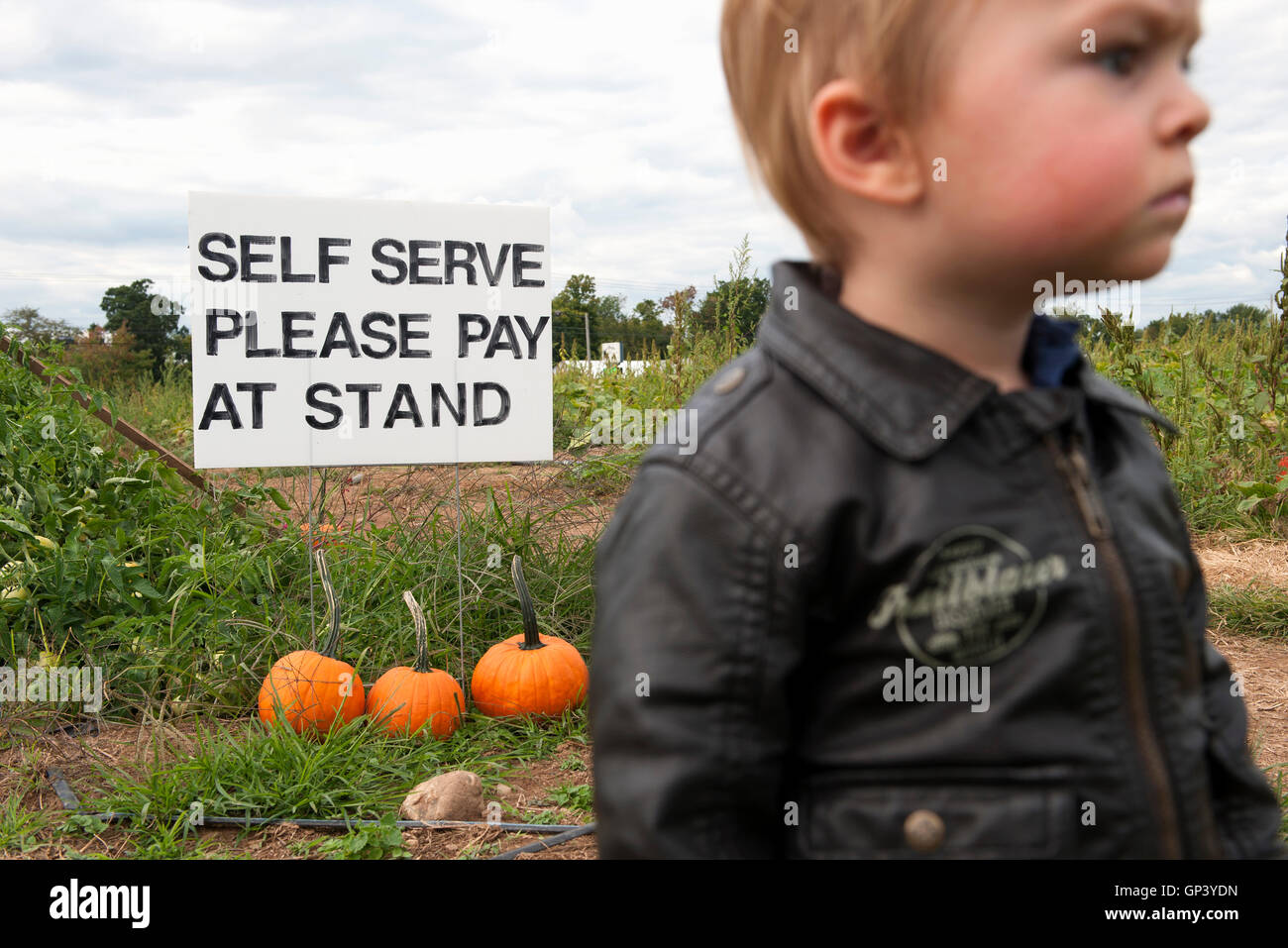 Little boy in pumpkin patch Stock Photo