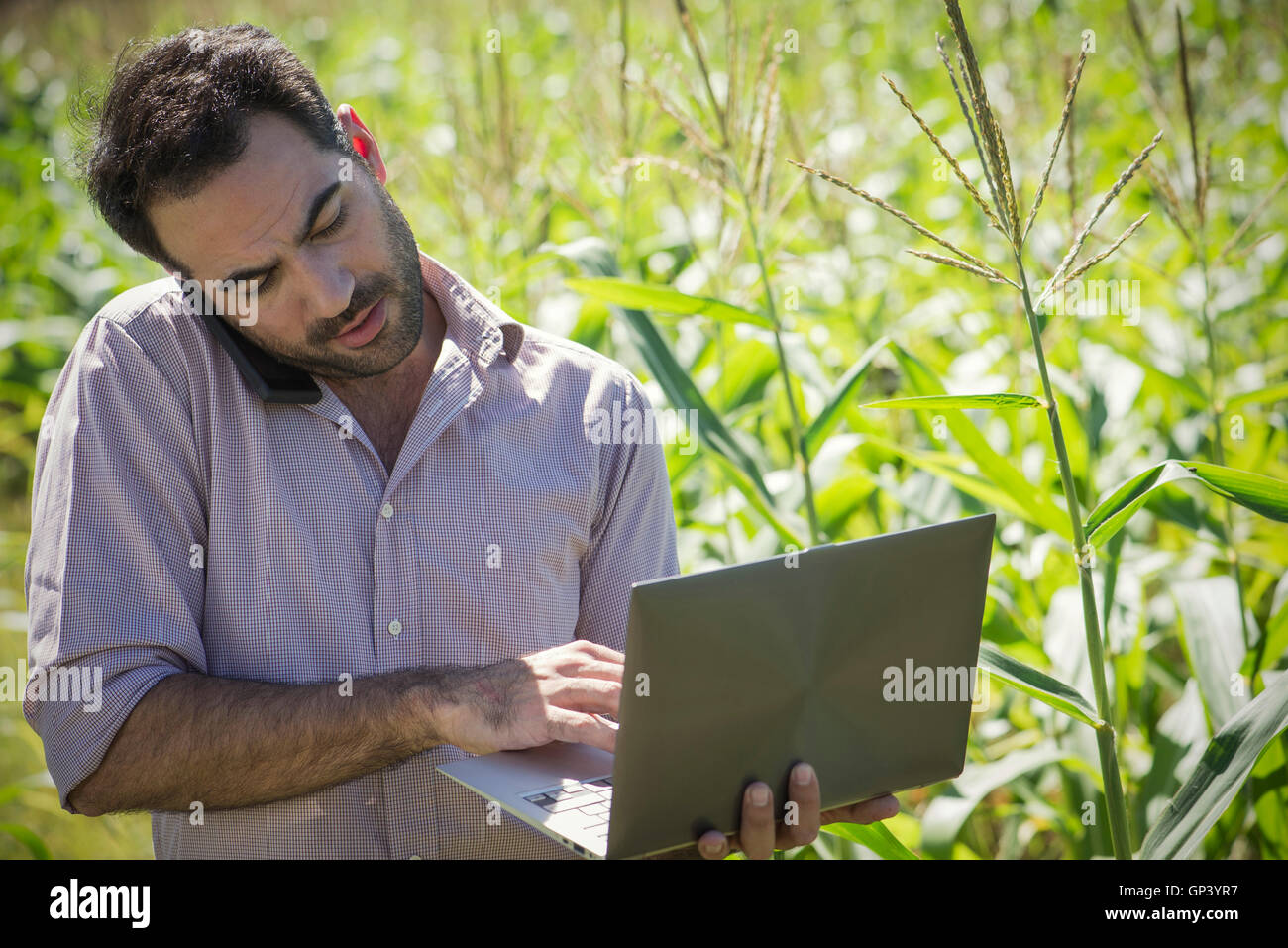 Scientist using laptop computer while talking on cell phone in cornfield Stock Photo