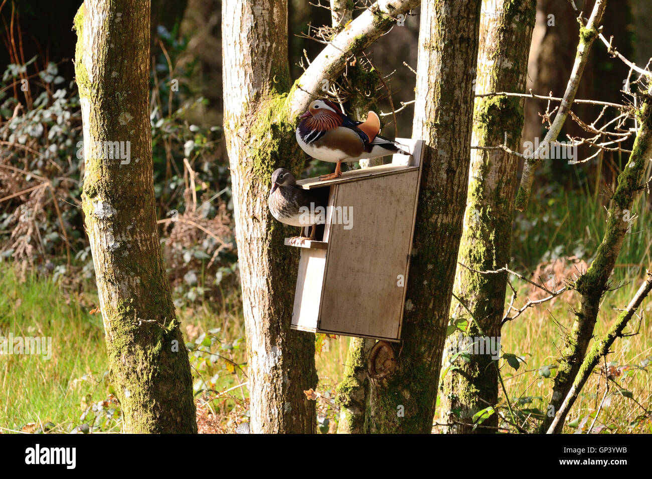 Mandarin duck nest box hires stock photography and images Alamy