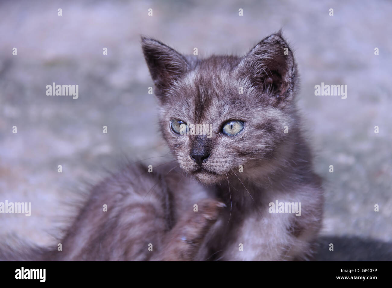 Cat or cats as pets mammals. The family Felidae family tree of the Siberian  tiger Stock Photo - Alamy