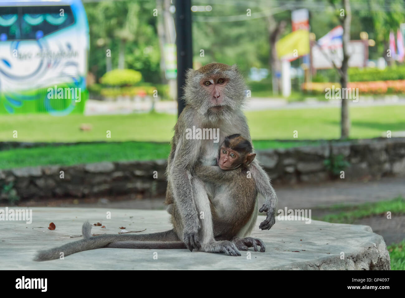 Monkey or ape is the common name of the chordate phylum. Mammal Stock Photo