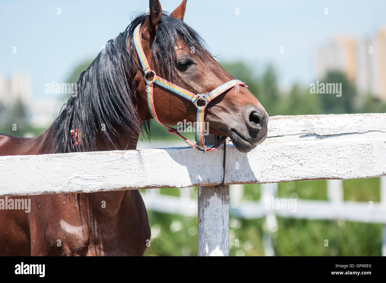 Horses on a farm in summer day Stock Photo - Alamy