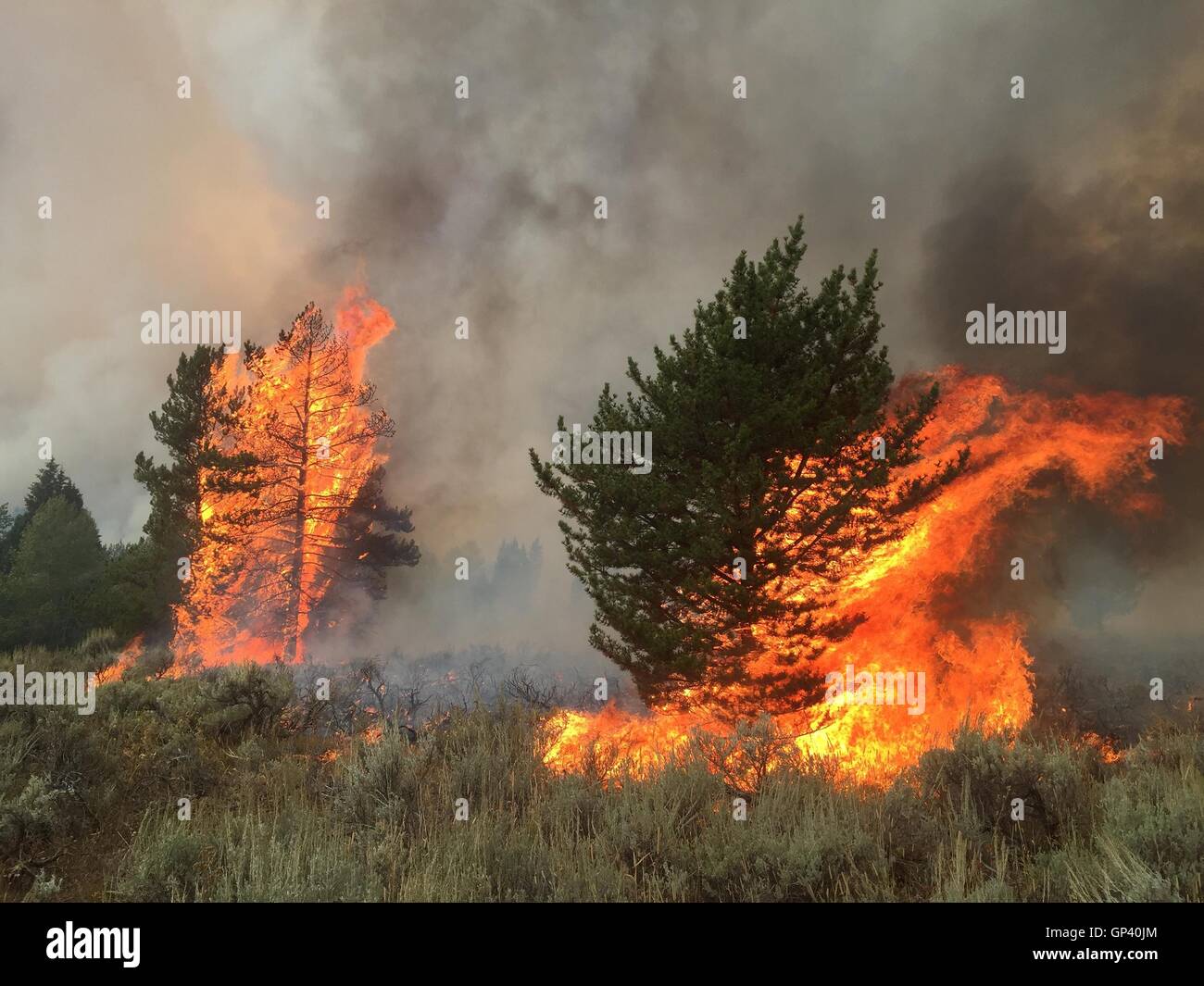 Flames consume trees at the Berry Fire burning in the Grand Teton National Park August 28, 2016 near Forellen Peak, Wyoming. Stock Photo