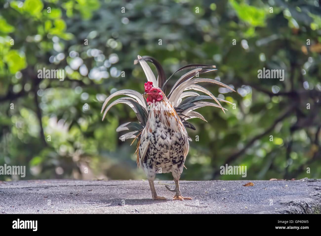 Chicken is classified as birds. Many families fly in the short term