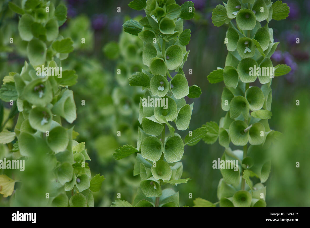 Moluccella Laevis Bells Of Ireland High Resolution Stock Photography