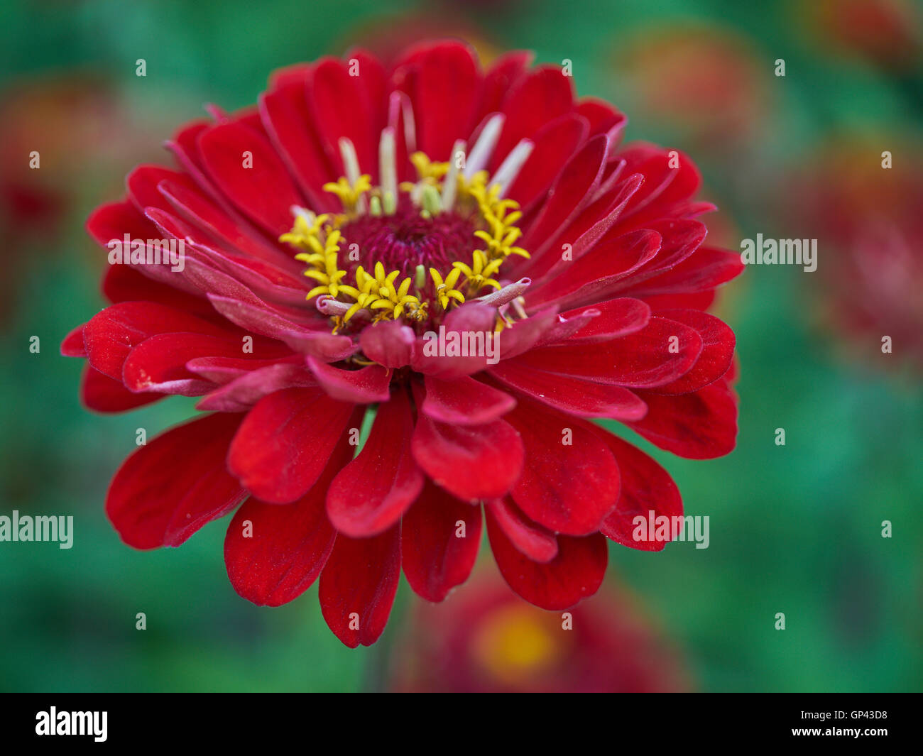 Red zinnia flower close up Stock Photo