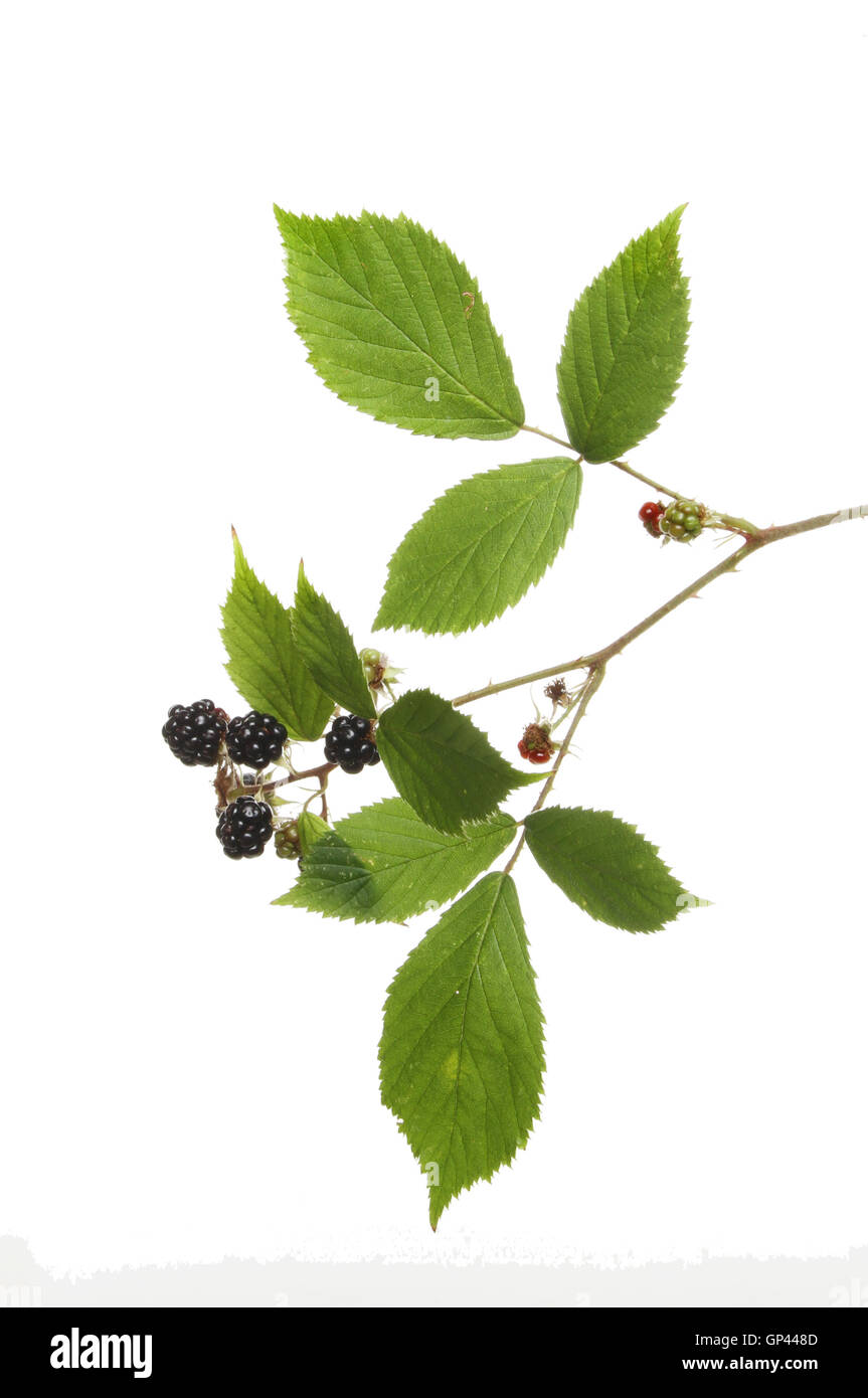 Blackberry leaves and fruit isolated against white Stock Photo
