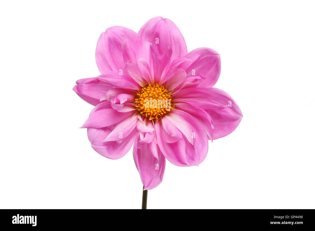Dahlia flower isolated against white Stock Photo - Alamy