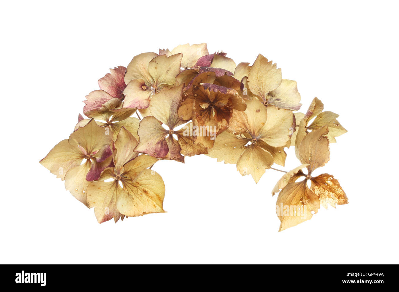 Dried Hydrangea Flowers Close Up Stock Photo, Picture and Royalty Free  Image. Image 95817368.