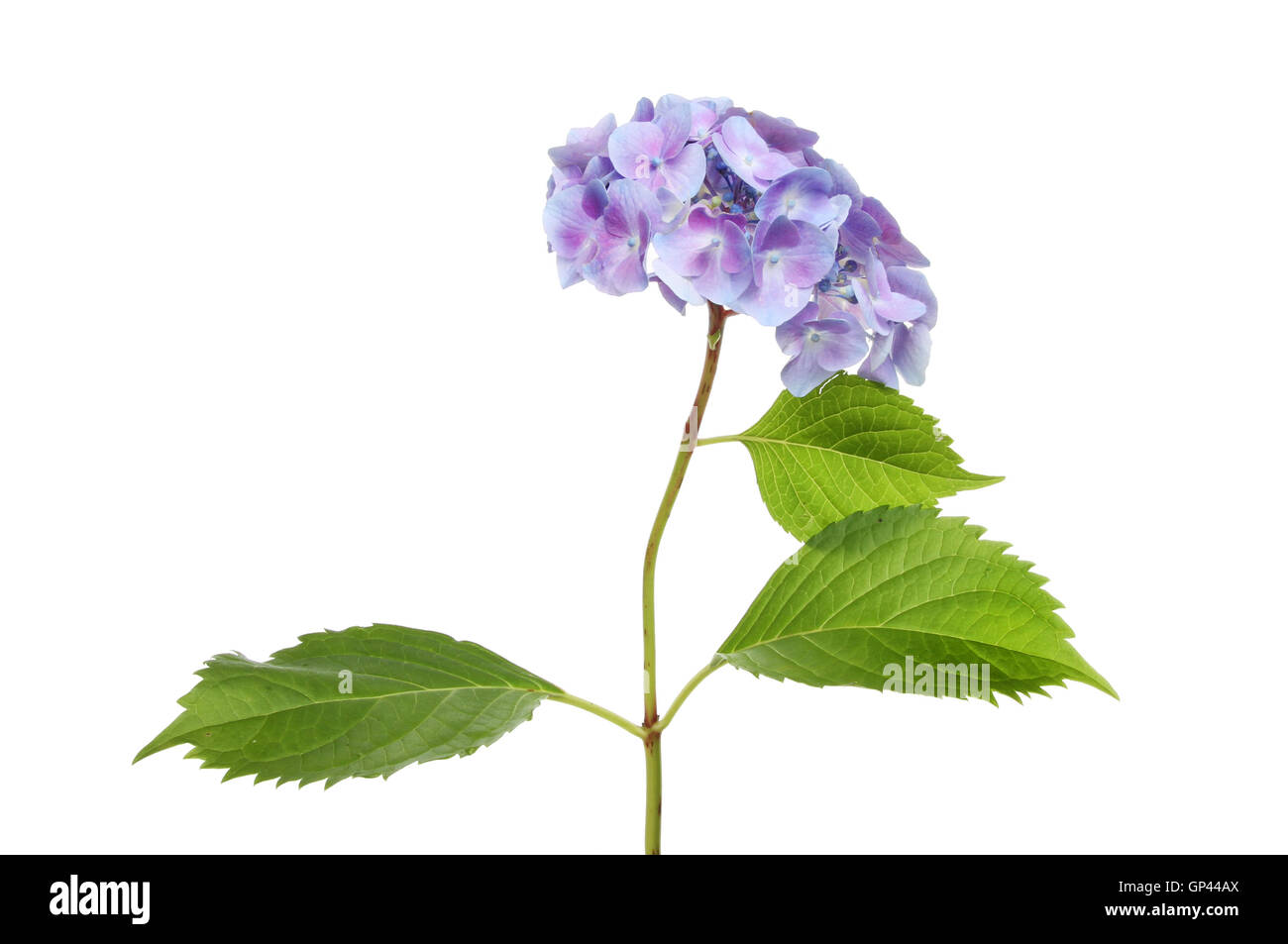 Blue mophead Hydrangea flower and foliage isolated against white Stock Photo