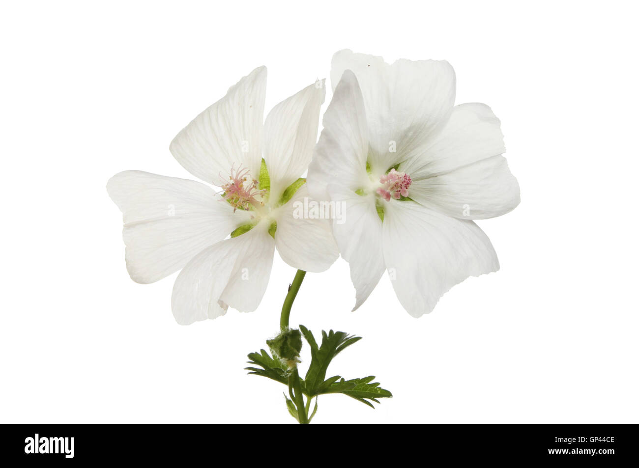Two white Geranium flowers isolated against white Stock Photo