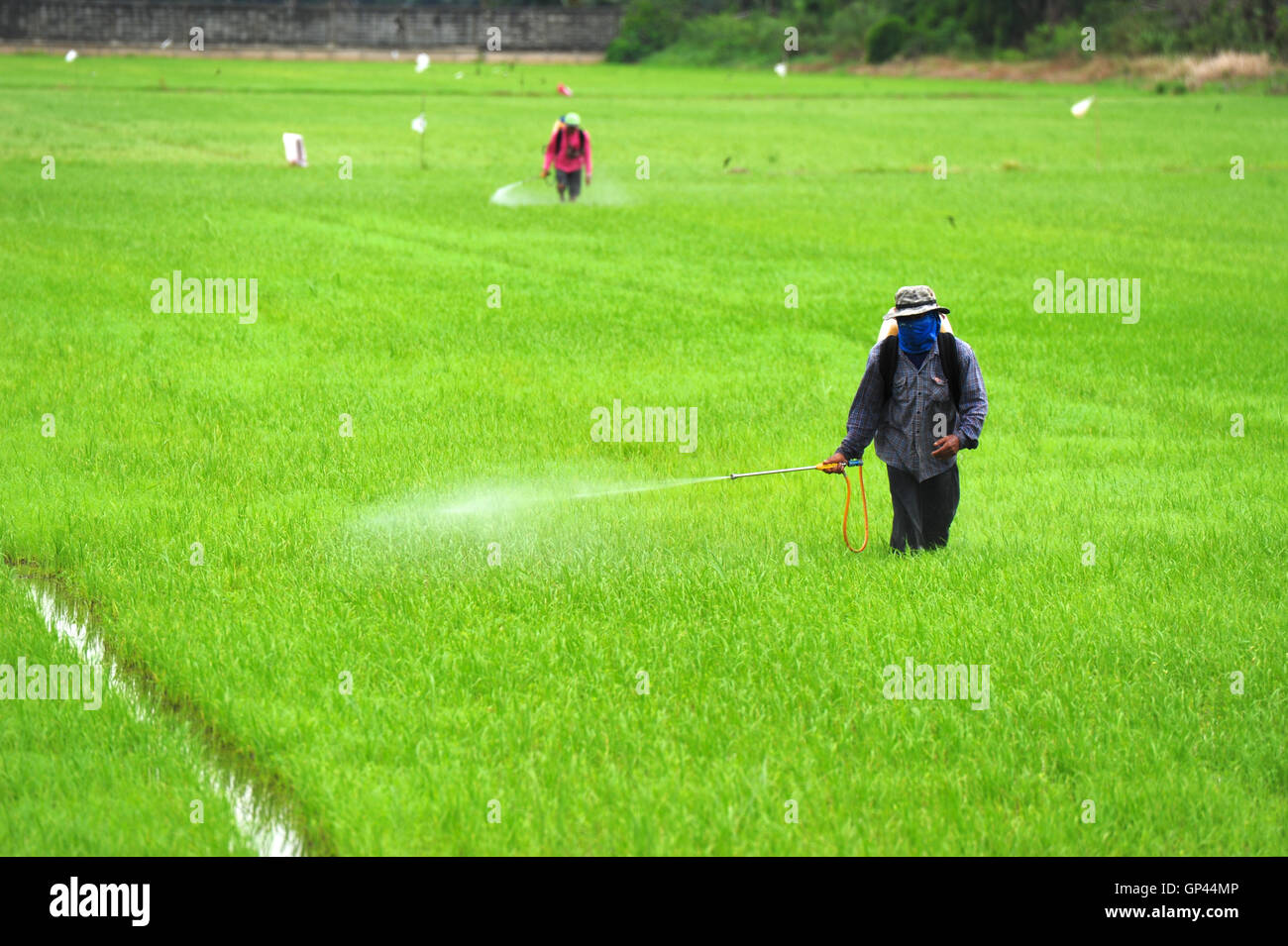 Farmer spraying pesticide Stock Photo - Alamy
